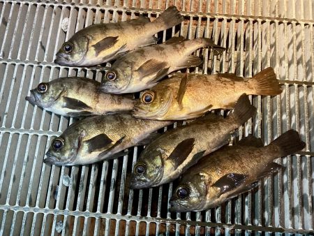 メバル上向いて来てます！