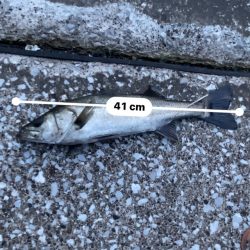 夕まずめ‥シーバス調査