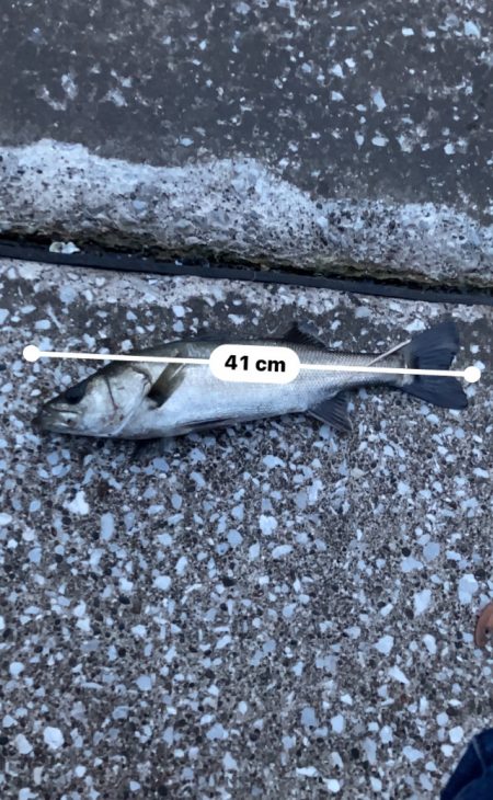 夕まずめ‥シーバス調査