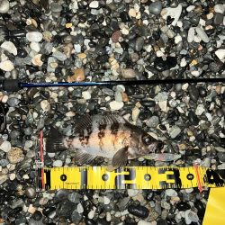 ホタルイカパターン