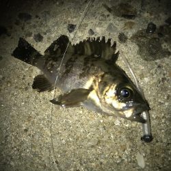 朝マズメのメバリング調査