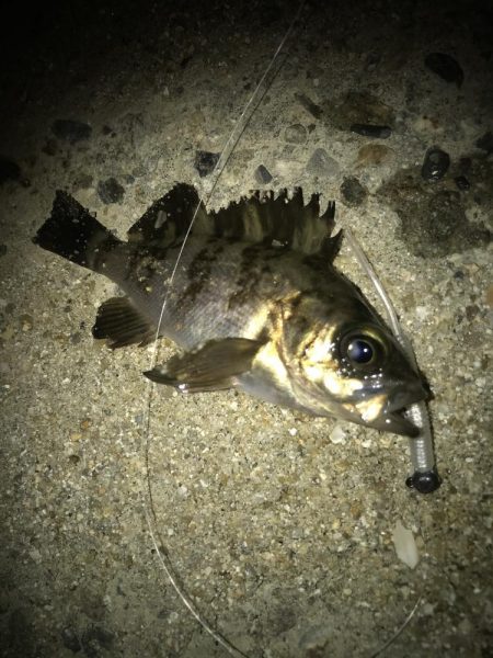 朝マズメのメバリング調査