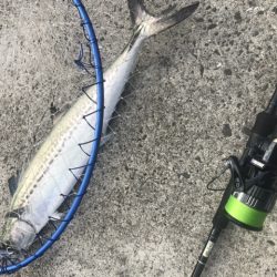 今日もサワラ狙い