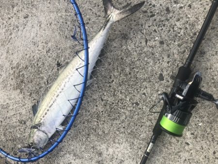 今日もサワラ狙い