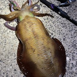 アオリ魚影あり！キスも良し！