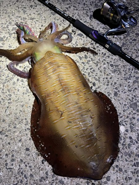 アオリ魚影あり！キスも良し！