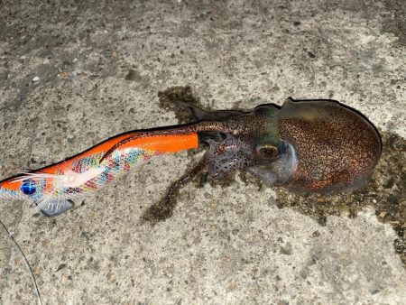 コウイカを求めて