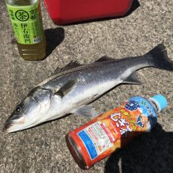 散歩がてらな岸壁ジギング