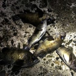 フロートメバリング