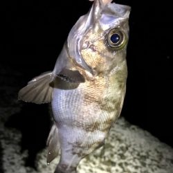 良型メバル狙い