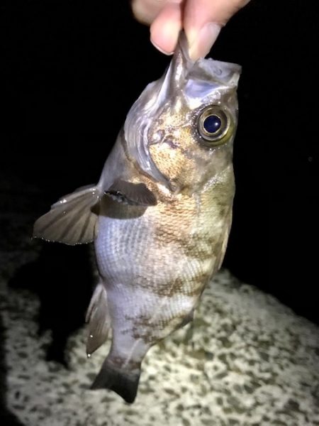 良型メバル狙い