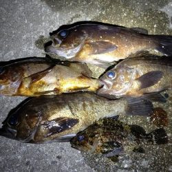 短時間の釣行でアベレージサイズのメバル