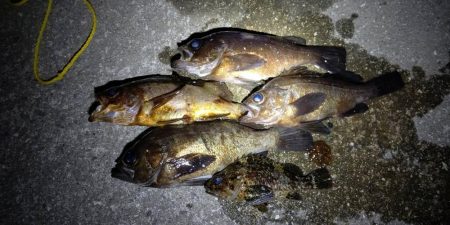 短時間の釣行でアベレージサイズのメバル