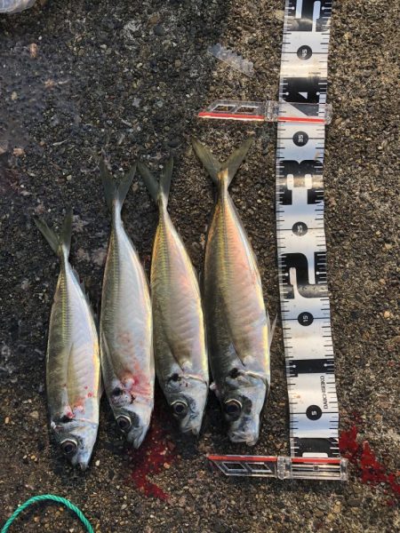 ギガアジを求めて…