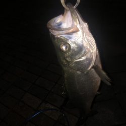 雨上がりの夜バチに