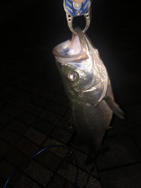 雨上がりの夜バチに