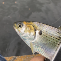 ライトジギング