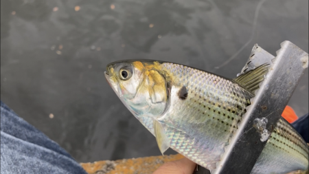 ライトジギング