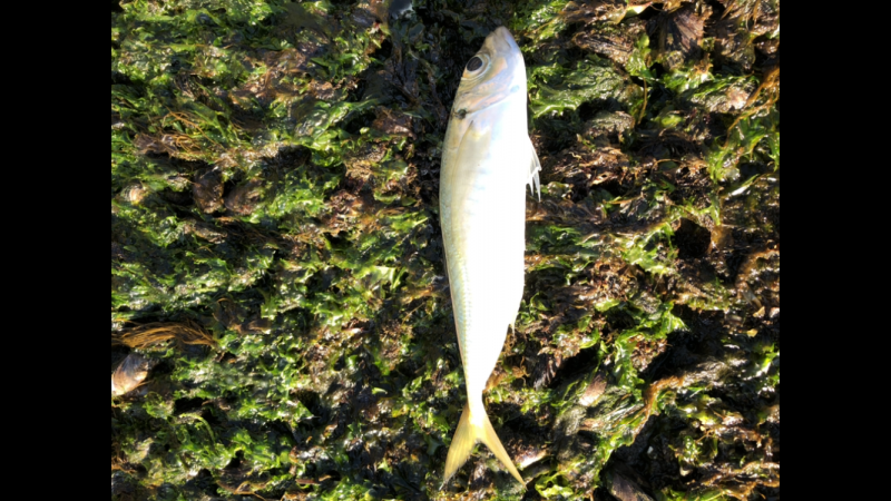 モーニングアジング