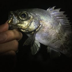 たかたか釣り日記