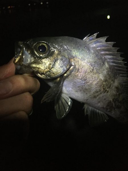 たかたか釣り日記