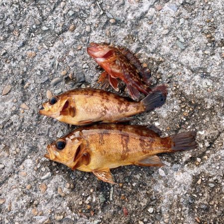 デイメバリング