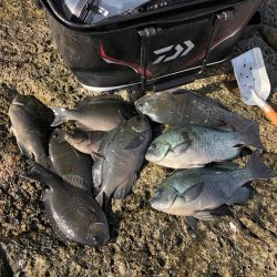 串本でグレ釣り