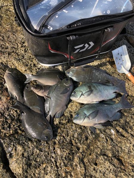 串本でグレ釣り