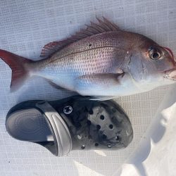 ノッコミはじまり？