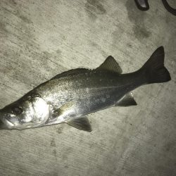 久々ポイントのセイゴ