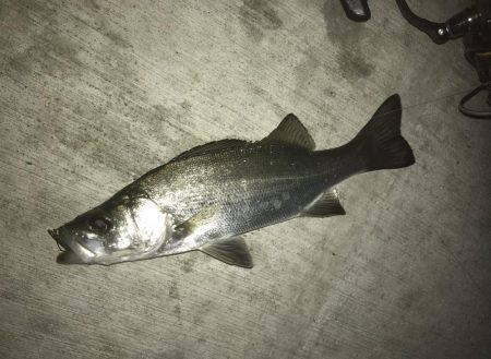 久々ポイントのセイゴ