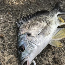 ヘチ釣りでキビレGET