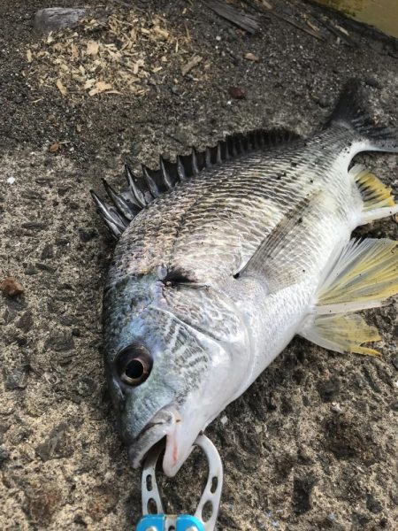 ヘチ釣りでキビレGET