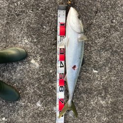 いい奴が釣れたけど（汗）