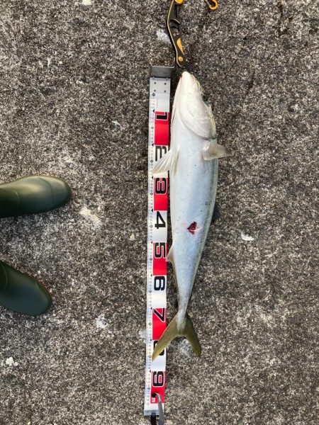 いい奴が釣れたけど（汗）