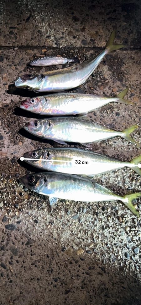 3人での釣果