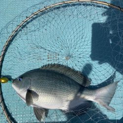 蒲生田沖でグレ