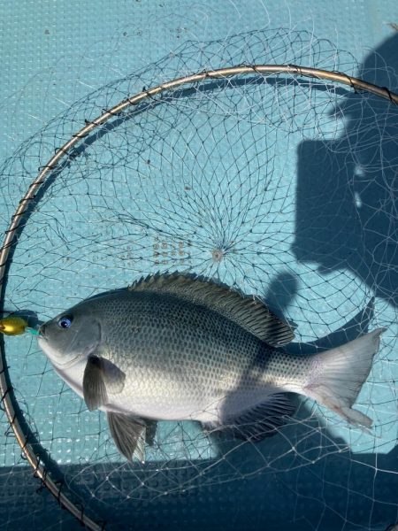 蒲生田沖でグレ