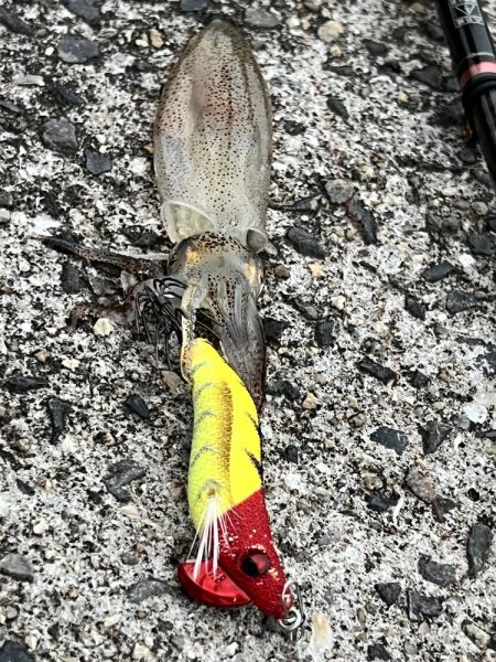 初、ベイカを求めて！！