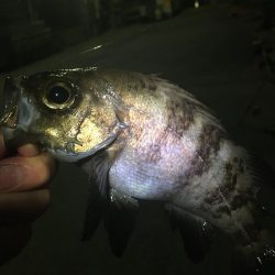 たかたか釣り日記