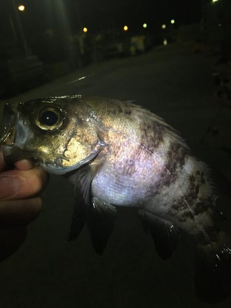 たかたか釣り日記