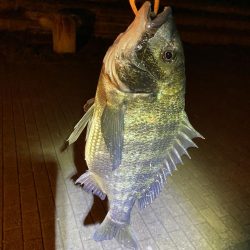 ヘチってきました