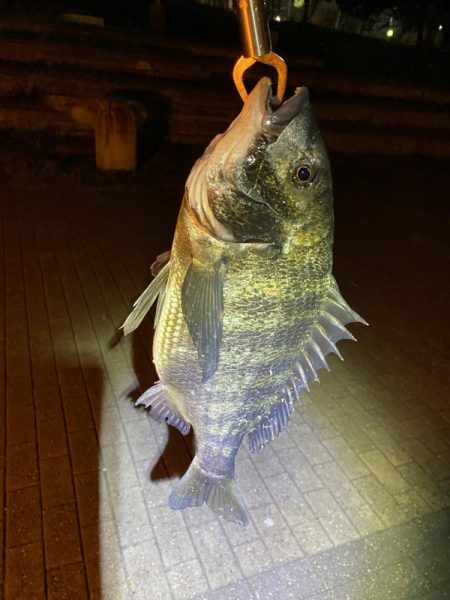 ヘチってきました