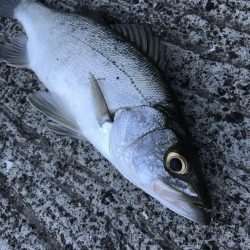 セイゴサイズダウン\\(//∇//)\\