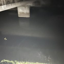 今回もナマズ です。