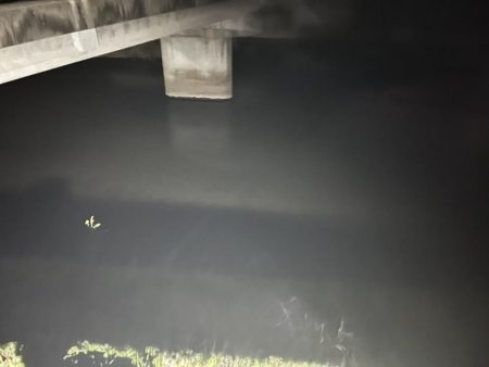 今回もナマズ です。