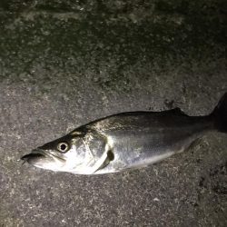 好調なスタート^ ^