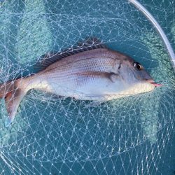 蒲生田沖で真鯛