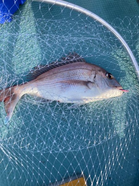 蒲生田沖で真鯛