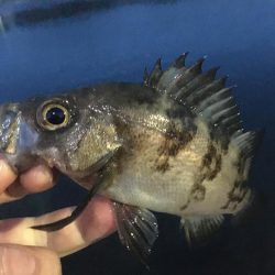 たかたか釣り日記